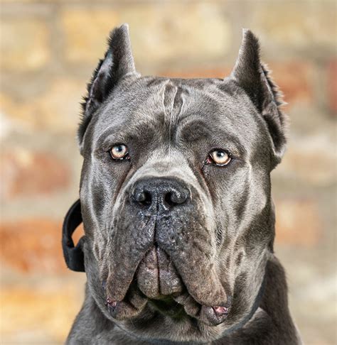 sale cane corso